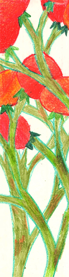 Tomatoes